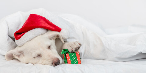 Puppy wearing red santa's hat lies under blanket on a bed at home with gift box. Empty space for text