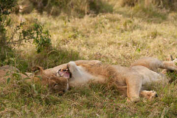 Pair of lions play flighting on the ground in the Maasai Mara National Park, Kenya