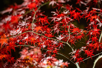 京都の秋の紅葉