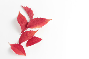 beautiful autumn leaves in red on a white background. a composition with a flat layout. text space, top view