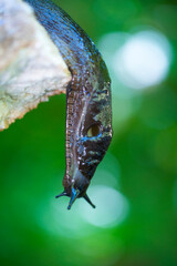 Slug, or land slug - Limaco, Redes Natural Park, Caso Council, Asturias, Spain, Europe