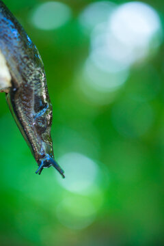 Slug, or land slug - Limaco, Redes Natural Park, Caso Council, Asturias, Spain, Europe
