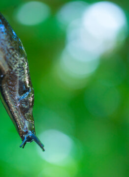 Slug, or land slug - Limaco, Redes Natural Park, Caso Council, Asturias, Spain, Europe