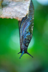 Slug, or land slug - Limaco, Redes Natural Park, Caso Council, Asturias, Spain, Europe