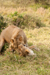 Pair of juvenile lions play fighting in the grass. Maasai Mara, Kenya
