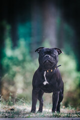 Staffordshire bull terrier in action photography outside.