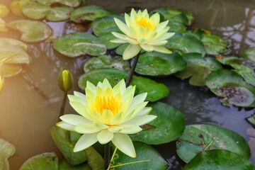 water lily in the pond