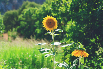 Sunflower natural background, Sunflower blooming, Sunflower oil improves skin health and promote...