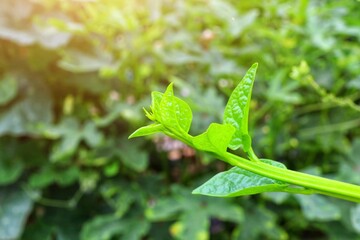 Obraz premium organic vegetables in the garden