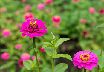 Bright pink and orange elegant zinnia flowers in the garden.