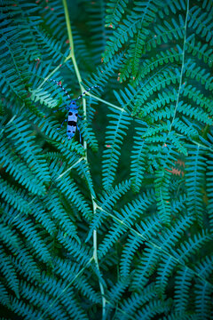 Rosalia longicorn (Rosalia alpina), Cerambycidae, Coleoptero, Insecto, Redes Natural Park, Caso Council, Asturias, Spain, Europe