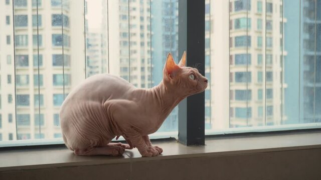 Hairless cat sit at balcony and look up, side body, 4K cat video