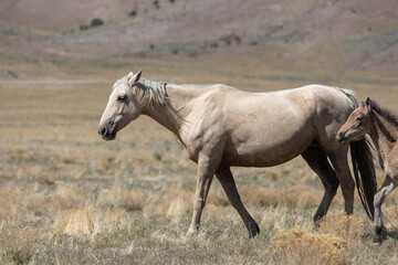 Obraz na płótnie Canvas Wild Horse Mare and Foal in Utah
