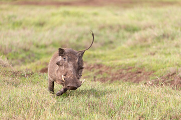 Obraz premium Warthog in Kenya Africa
