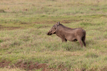 Naklejka na ściany i meble Warthog in Kenya Africa