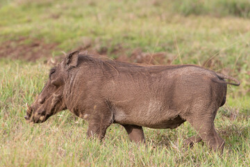 Obraz na płótnie Canvas Warthog in Kenya Africa
