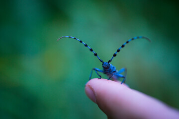 Rosalia longicorn (Rosalia alpina), Cerambycidae, Coleoptero, Insecto, Redes Natural Park, Caso Council, Asturias, Spain, Europe