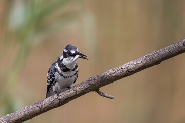 Kingfisher with a Minnow