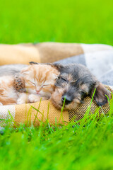 Kitten and dachshund puppy sleep together on green summer grass