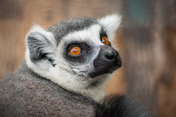Ring-tailed lemur Portrait