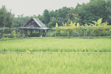wooden gazebo in rice paddy field