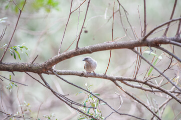 Small Bird in the Brush