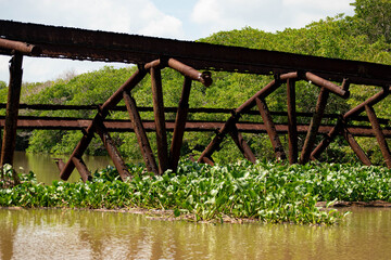 Mangrove swamp Teclolutla River Veracruz Mexico