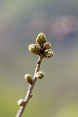 Bourgeon du printemps