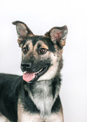 Mixed breed dog posing in studio white background. Shelter dog need home. Adopt a dog.