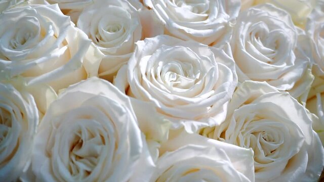 bouquet of lovely white roses close up.festive background of flowers