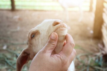 The doctor examined the goat's teeth