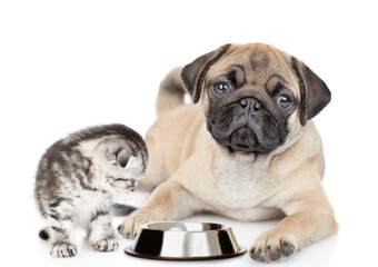 Obraz premium Pug puppy and kitten sit together with empty bowl. Isolated on white background