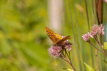 Great Spangled Fritillary feeding