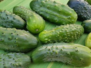 cucumbers on the market