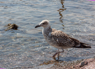 A series of photos of seagulls. The bird walks in the sea.