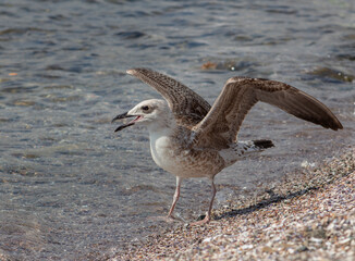 A series of photos of seagulls. A bird has stepped one foot in the sea with the other on the sand. With outstretched wings and open beak.