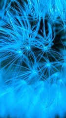 Abstract macro capture of dandelion in blue light
