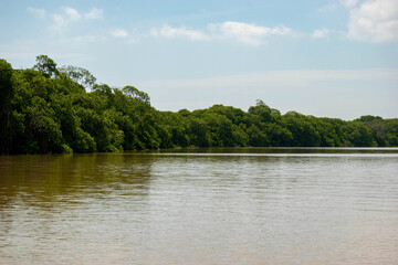 mangroves swamp Teclolutla Veracruz Mexico