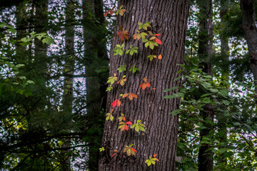 Autumn Poison Ivy by Constantine 