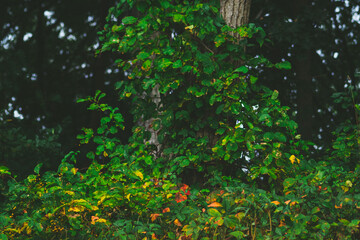 Autumn Poison Ivy by Constantine 