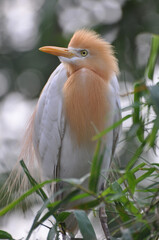 Very close-up photo of a breeding adult cattle egret (Bubulcus ibis) with yellow feathers on head, breast and back, sitting on green bamboo trees in blurred back ground.
