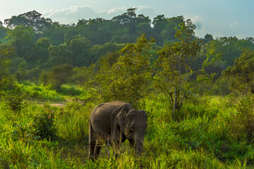 An elephant in its natural surroundings in Sri Lanka