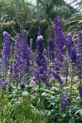 Photo of Large Lavender Flowers