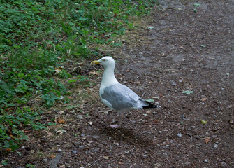 A gull runs in a meadow.