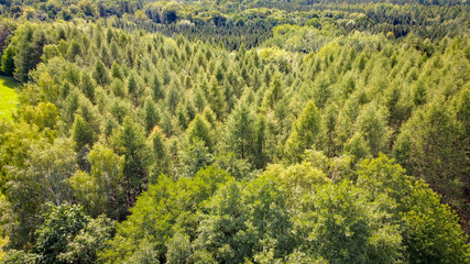 Nadelwald in Sachsen, Deutschland