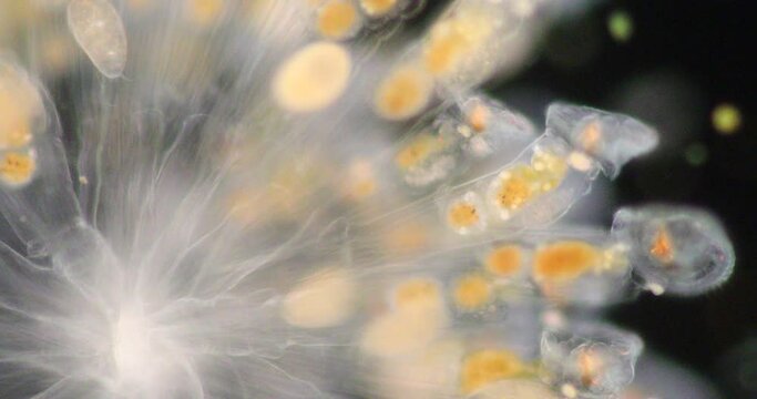 The rotifers commonly called wheel animals or wheel animalcules, make up a phylum (Rotifera) pseudocoelomate animals under the microscope.
