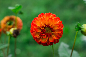 Orange-red flower on a green background. Bright Dahlia in the garden.
