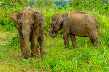 Wild elephants rummage for food in the undergrowth in Sri Lanka
