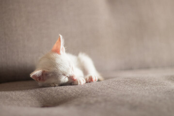 young cat sleep on sofa