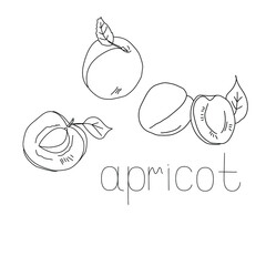 Set of fruits apricots, whole and halves, with pits and without, with leaf, coloring page vector illustration for design and creativity